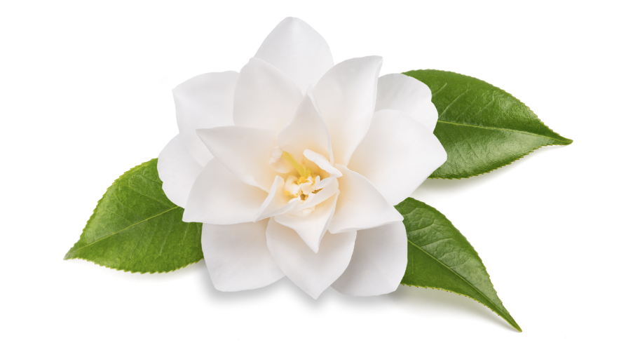 5 Insane Natural Ingredients That Are MAJOR In Japan - A1