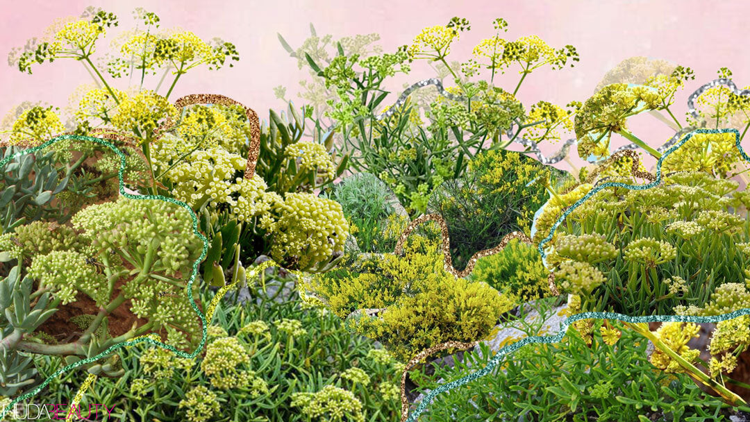 Sea Fennel Is The Bomb Skincare Ingredient You Need In Your Routine - A1