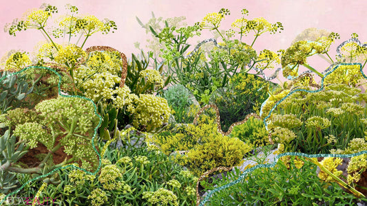 Sea Fennel Is The Bomb Skincare Ingredient You Need In Your Routine - A1