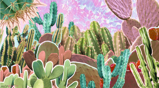 This is Why Cactus Water is Your Skin’s New BFF - A1