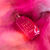 Sweet Diamond Pink Pepper | 25 100ml, 100ml, hi-res